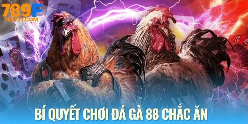 Đá Gà 88 – Đặt Cược Đỉnh Cao, Thưởng Cực Lớn 24/7 Bí quyết cược đá gà 88 chuẩn từ cao thủ lâu năm