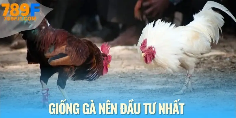 Đá Gà Cựa Dao - Môn Giải Trí Không Thể Thiếu Tại Mọi Nhà Cái Top 3 giống loài “bất khả chiến bại” tại sảnh đá gà cựa dao